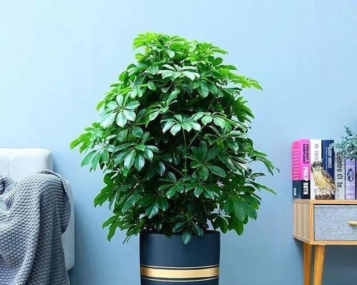 光照不足如何选择耐阴植物？哪些招财树适合室内种植？
