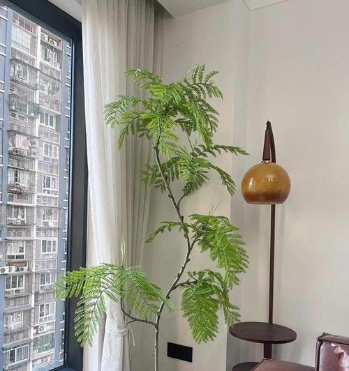 光照不足如何选择耐阴植物？哪些招财树适合室内种植？