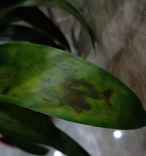 鸿运当头花枯萎了怎么办？如何恢复其生机？