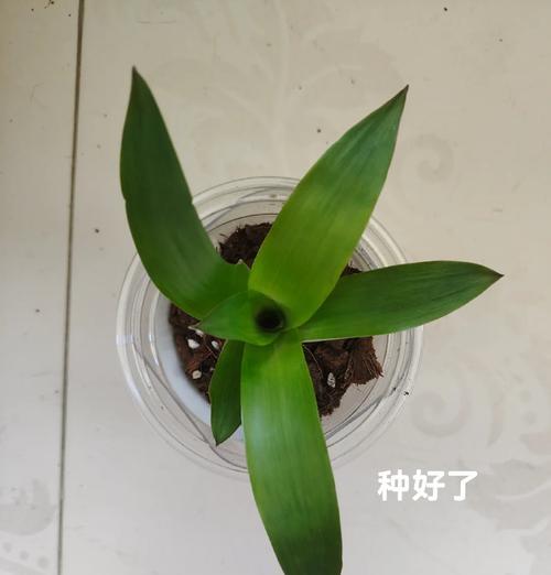 鸿运当头花枯萎了怎么办？如何恢复其生机？