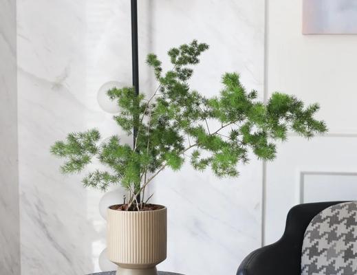 蓬莱松如何养护才能更旺盛？有哪些养护技巧？