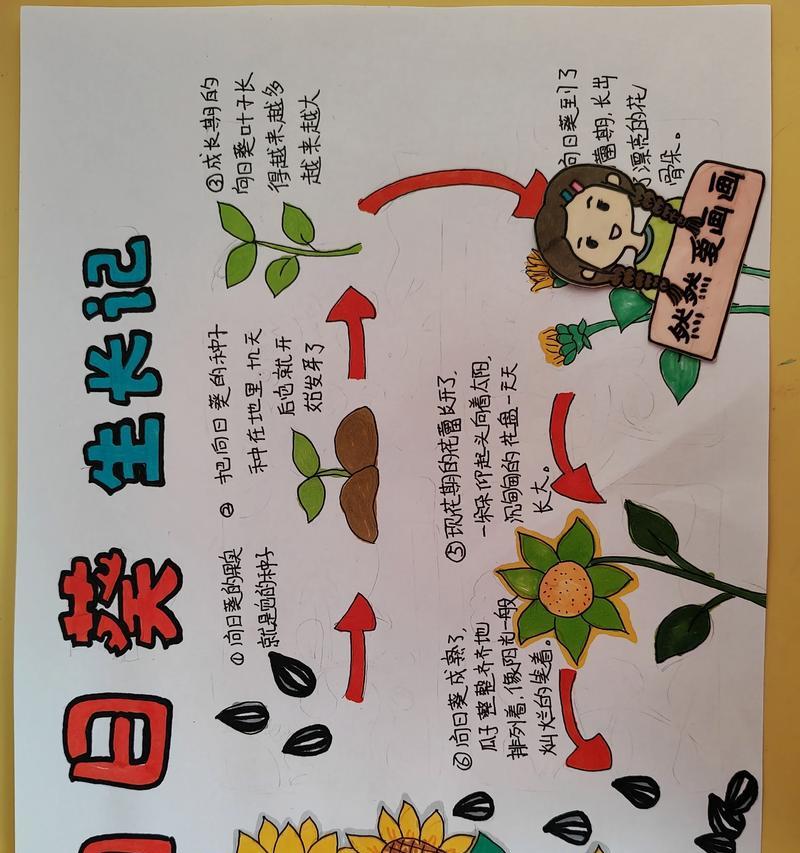 太阳花的生长周期是怎样的？生长各阶段需要多长时间？