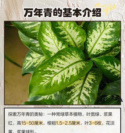 万年青的开花季节是什么时候？有哪些特点？