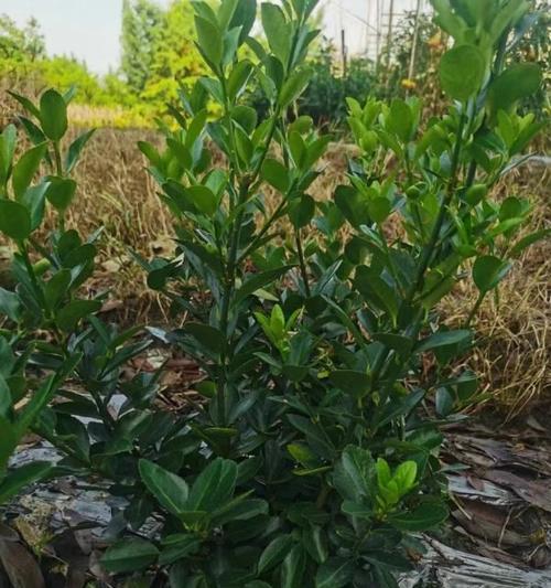 万年青的开花季节是什么时候？有哪些特点？