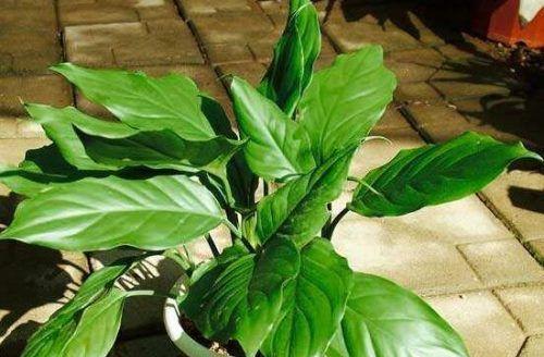 万年青的开花季节是什么时候？有哪些特点？