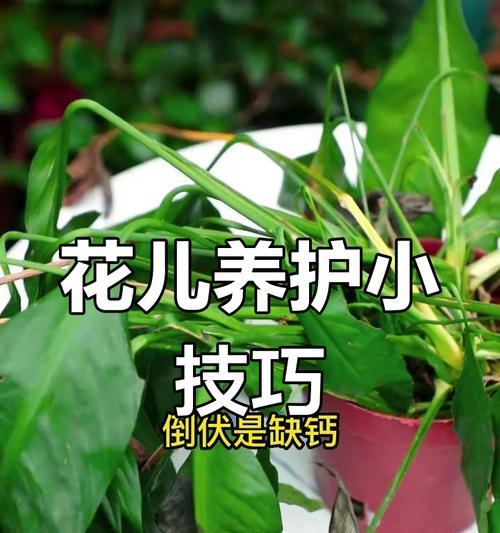 如何养护仙客来不黄叶不烂根？怎样实现长期开花？
