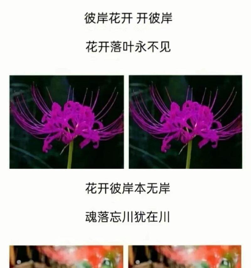 彼岸花的十二色花语分别是什么？有何特别含义？
