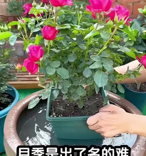 月季花的花期有多长？如何延长花期？