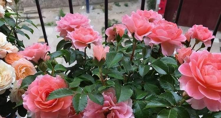 月季花的花期有多长？如何延长花期？