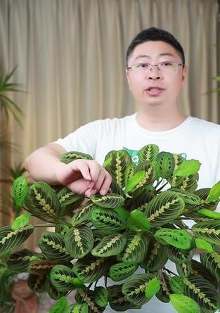 叶蝉竹芋如何扦插？怎样实现“爆盆”？