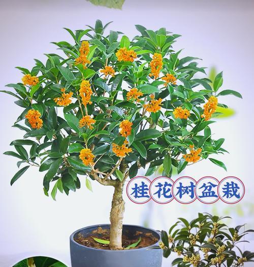 桂花树盆栽如何养护？如何保持其诗意芬芳？