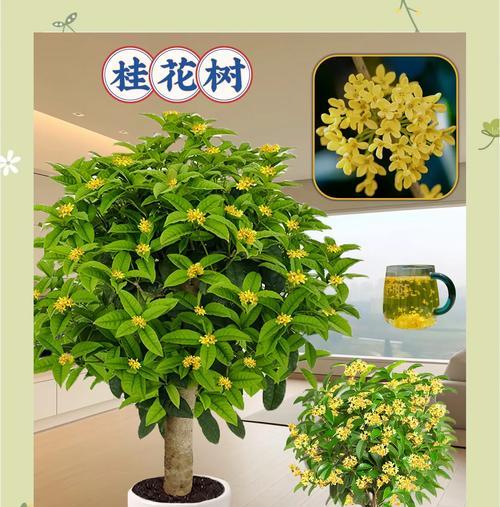 桂花树盆栽如何养护？如何保持其诗意芬芳？