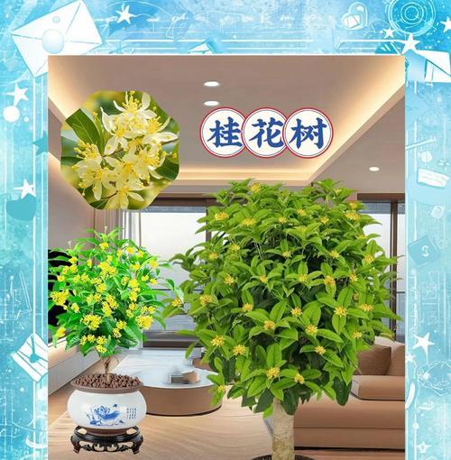 桂花树盆栽如何养护？如何保持其诗意芬芳？