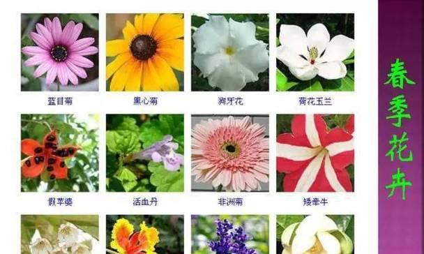 你认识多少种常见花卉？35种花卉大集合！