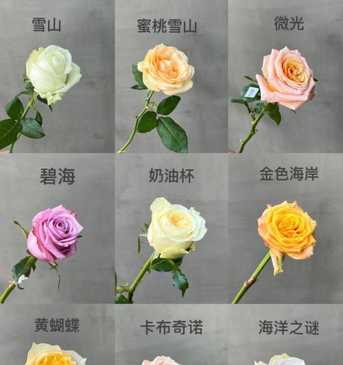 你认识多少种常见花卉？35种花卉大集合！