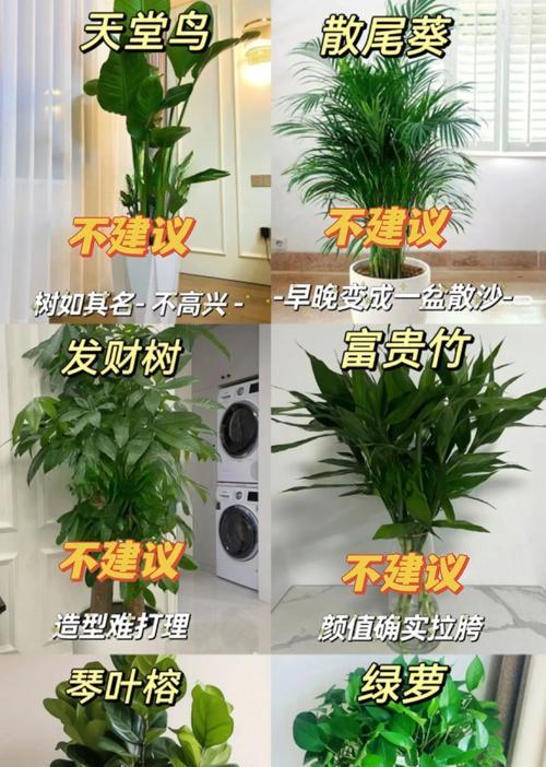 六种贵气花如何提升家居格调？养护指南是什么？