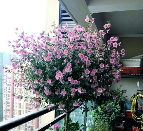 使用大盆栽种的四种花卉如何确保根系舒展与花朵绽放？