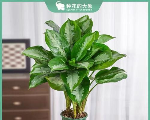 广东万年青水培怎么养才能更茂盛？