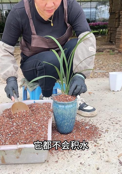 兰草怎么养？对土壤有什么要求？