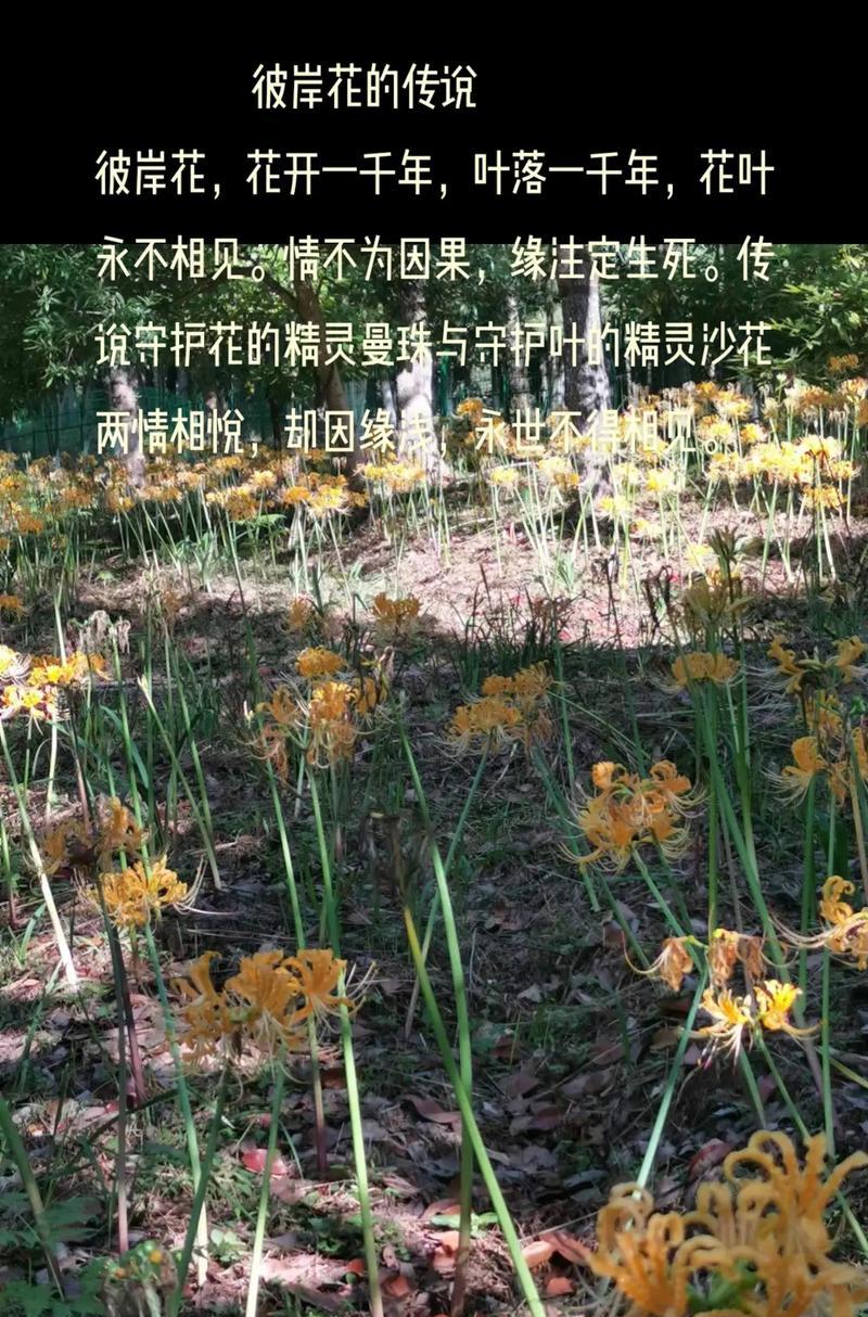 彼岸花传说中花叶永不相见，寓意是什么？