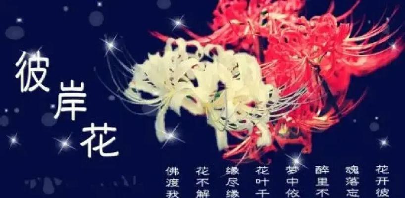 彼岸花传说中花叶永不相见，寓意是什么？