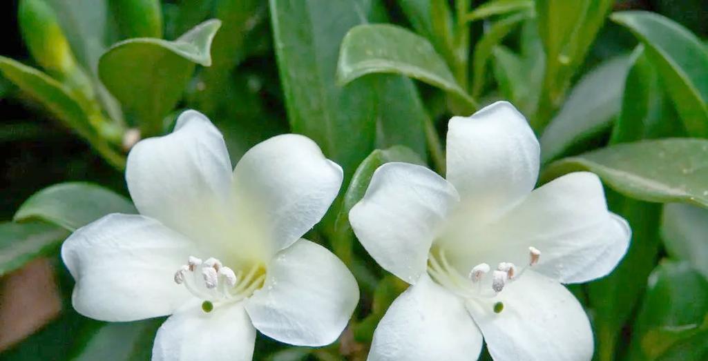 非洲茉莉花养护指南是什么？
