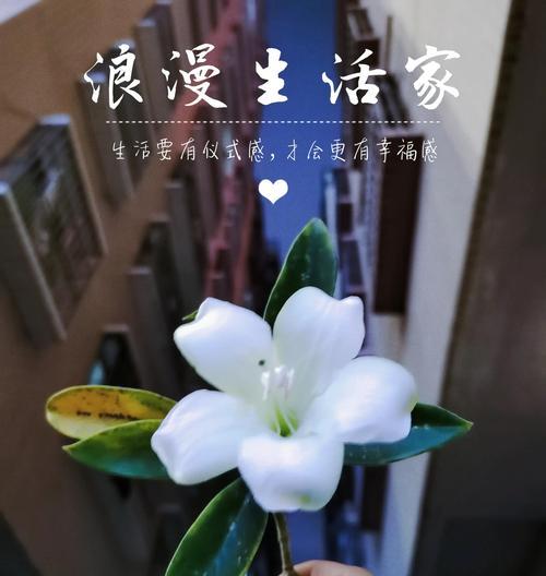 非洲茉莉花养护指南是什么？