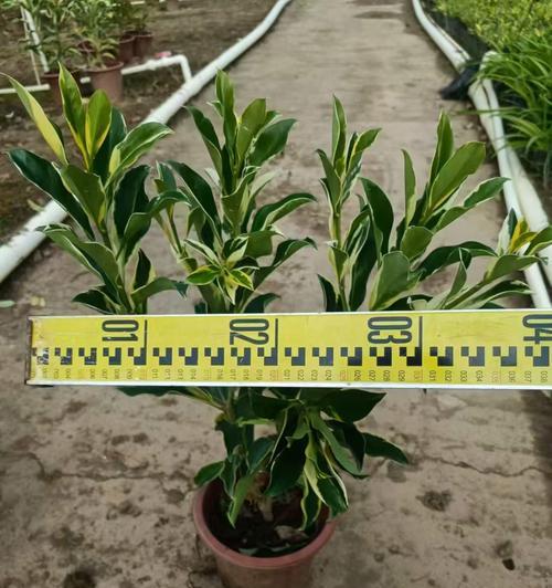 非洲茉莉花养护指南是什么？