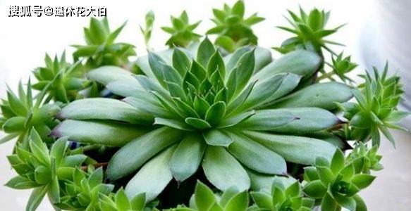 观音莲爆盆处理方法有哪些？