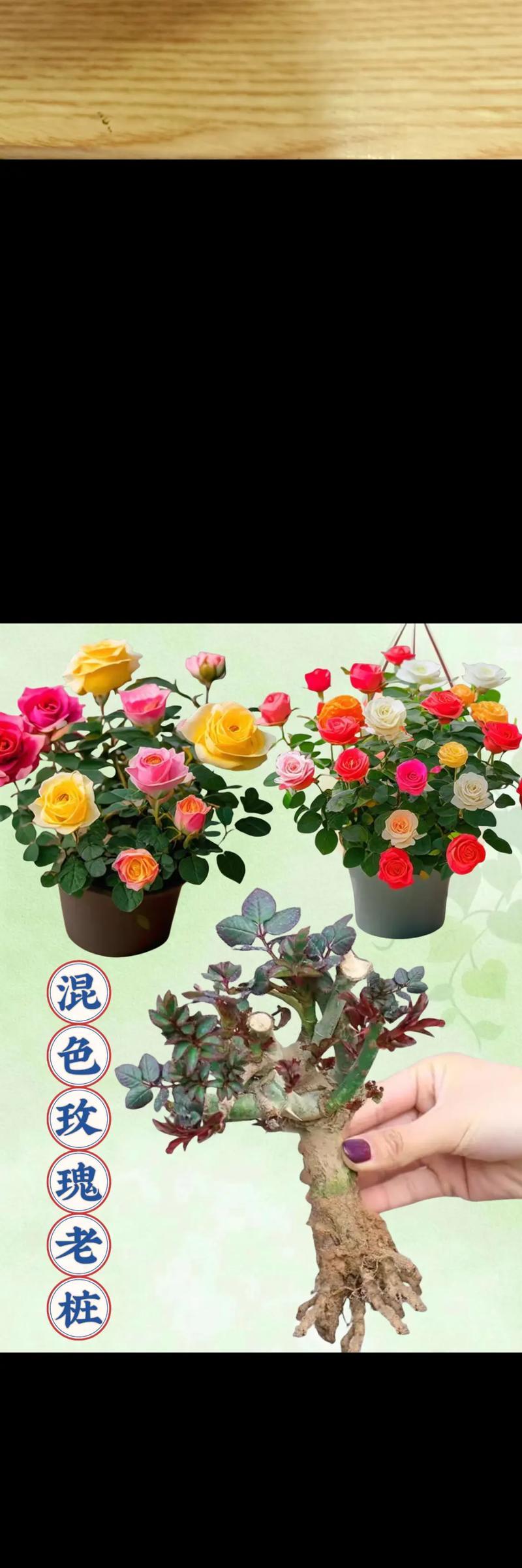 玫瑰花苗盆栽玫瑰如何养护？