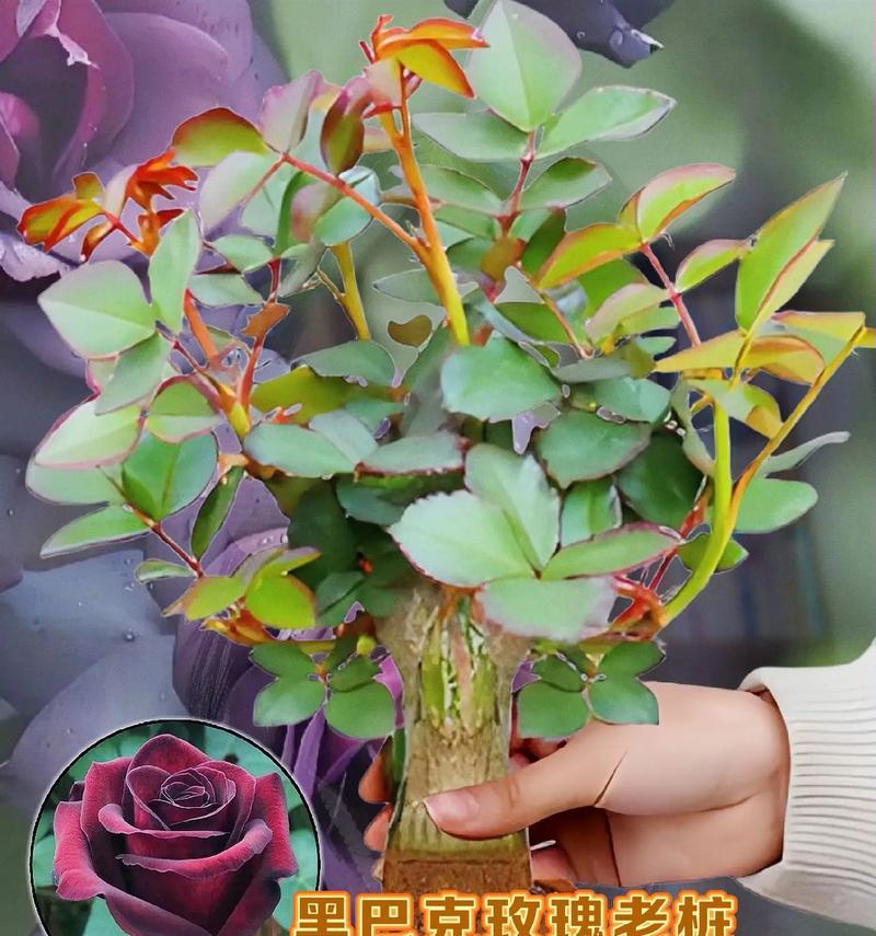 玫瑰花苗盆栽玫瑰如何养护？