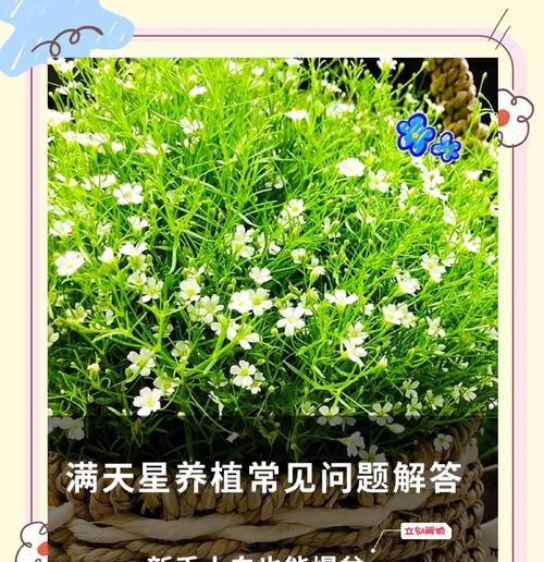 满天星对土壤的要求不高，一般以什么为标准？
