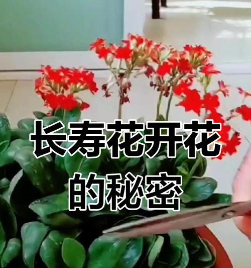 长寿花花期如何详解？