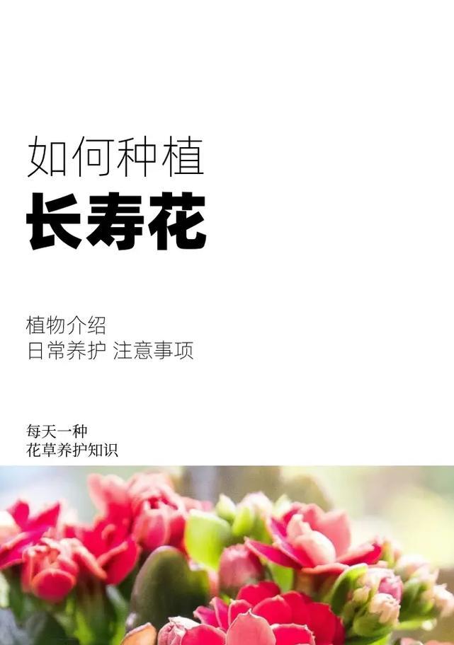 长寿花花期如何详解？
