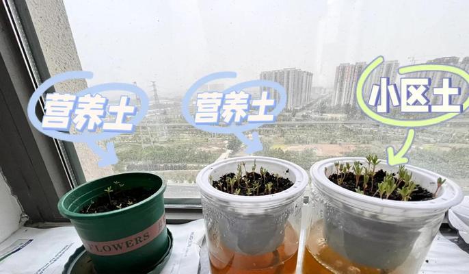 太阳花养护攻略是什么？