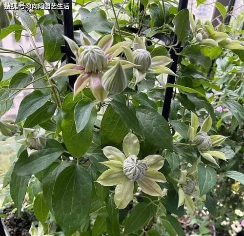 三类和F系铁线莲怎么养？新手也能养爆花的秘密是什么？