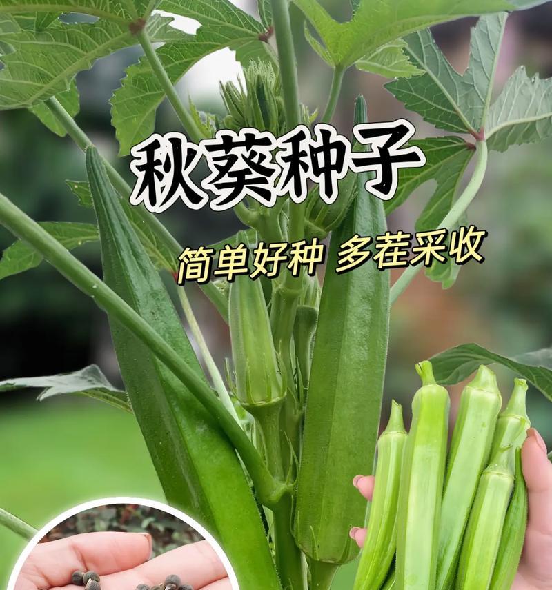 秋葵种子如何催芽？种植方法是什么？