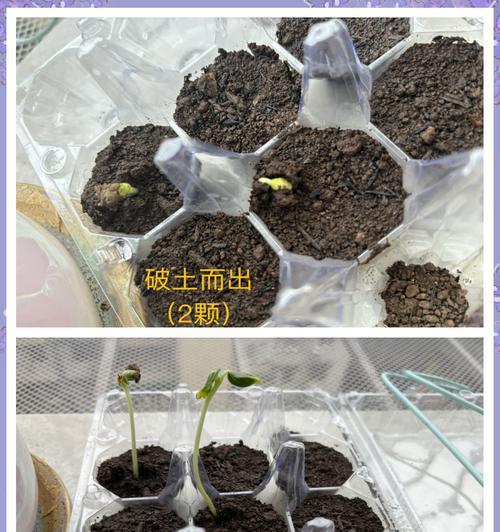 秋葵种子如何催芽？种植方法是什么？