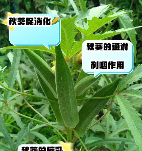 秋葵种子如何催芽？种植方法是什么？