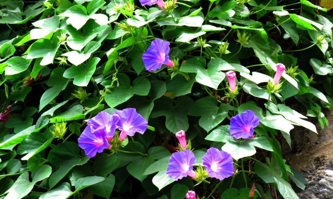 牵牛花怎么养？有哪些养护要点？
