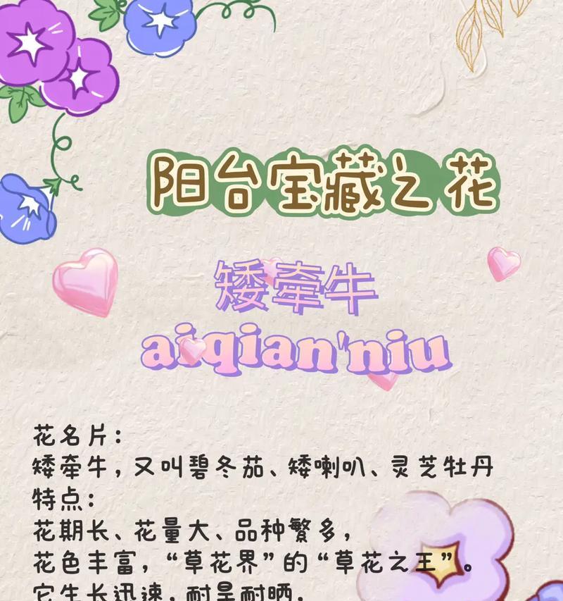 牵牛花怎么养？有哪些养护要点？