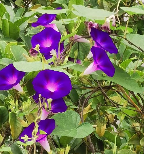 牵牛花怎么养？有哪些养护要点？