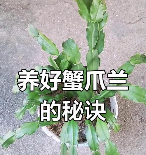 蟹爪兰怎么养？有哪些养护技巧？