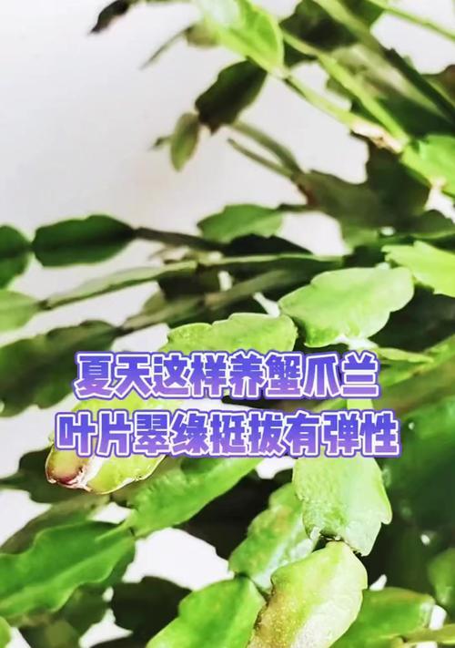 蟹爪兰怎么养？有哪些养护技巧？