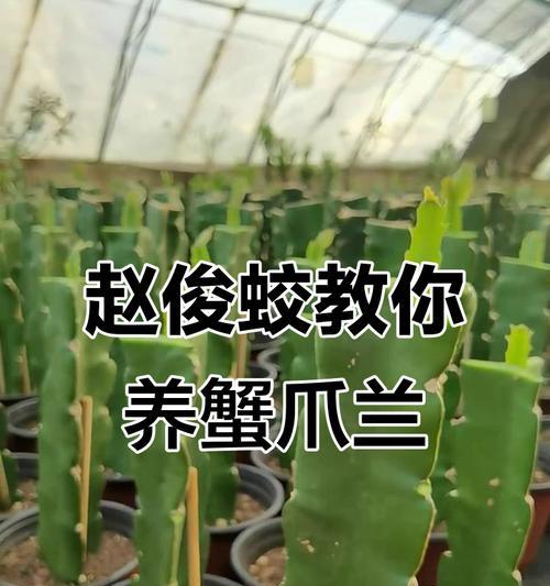 蟹爪兰怎么养？有哪些养护技巧？