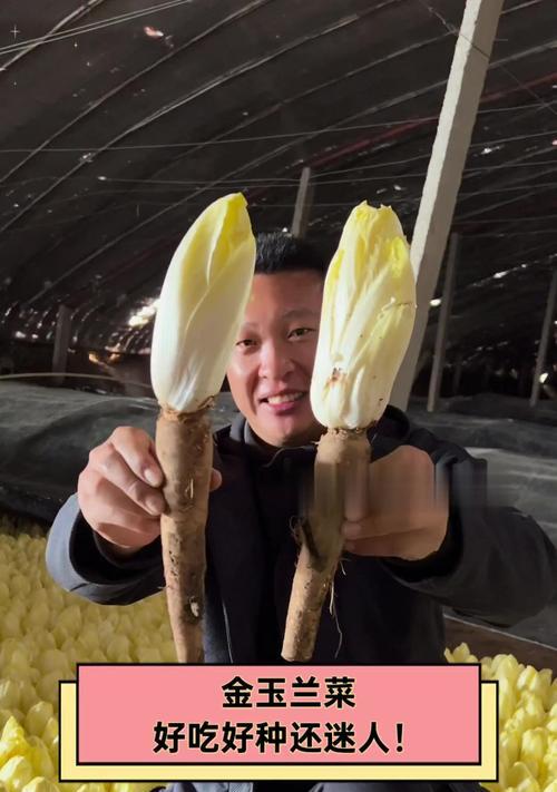 金玉兰菜怎么种？最佳种植时间是什么时候？