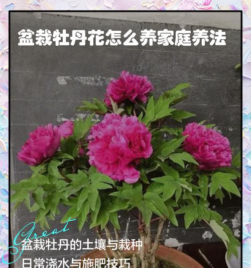 花卉盆栽土壤怎么选？使用技巧有哪些？