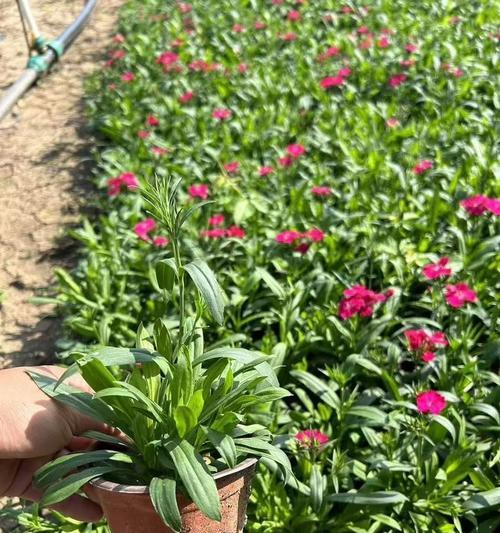 常夏石竹怎么种？最佳种植时间是什么时候？