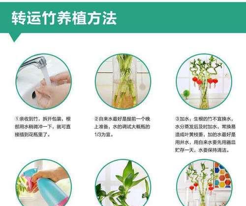 室内盆栽竹子怎么养？有哪些养护要点？