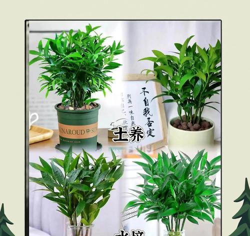 室内盆栽竹子怎么养？有哪些养护要点？